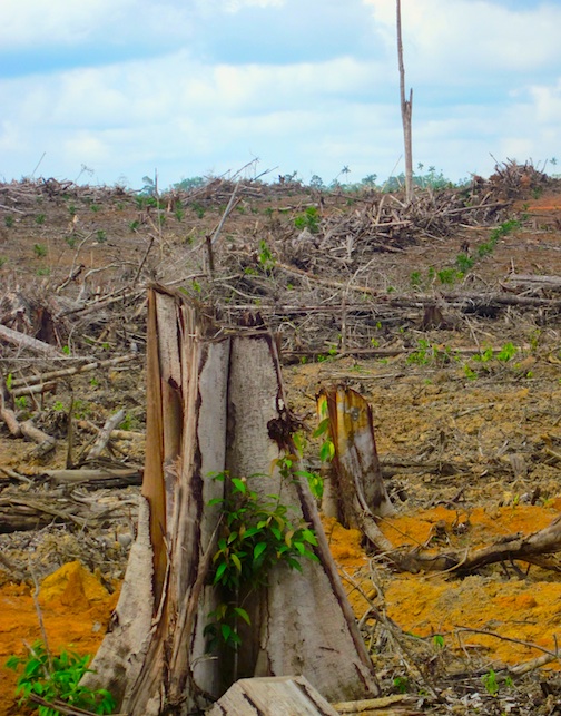 Merauke's Exploitation Project